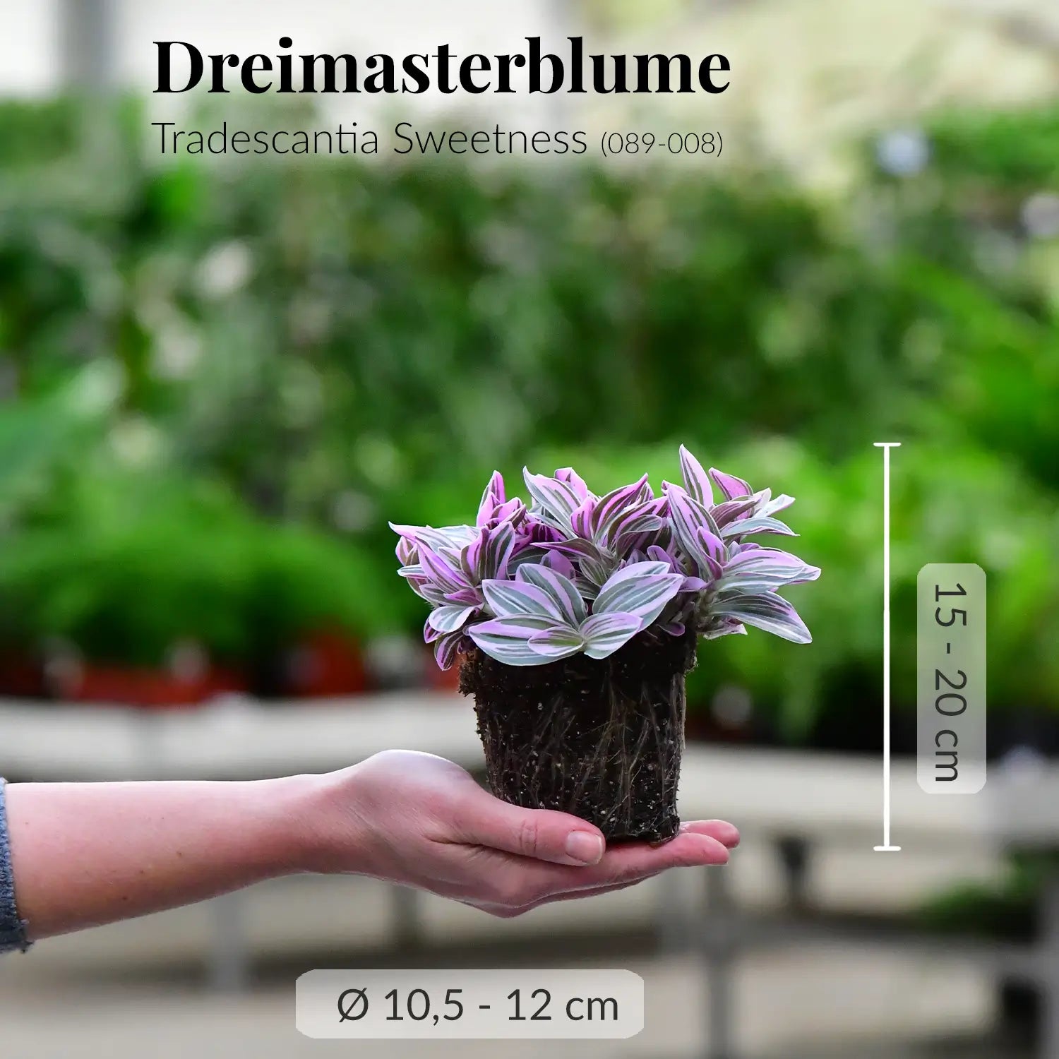 Gesunde Dreimasterblume frisch vom Gärtner