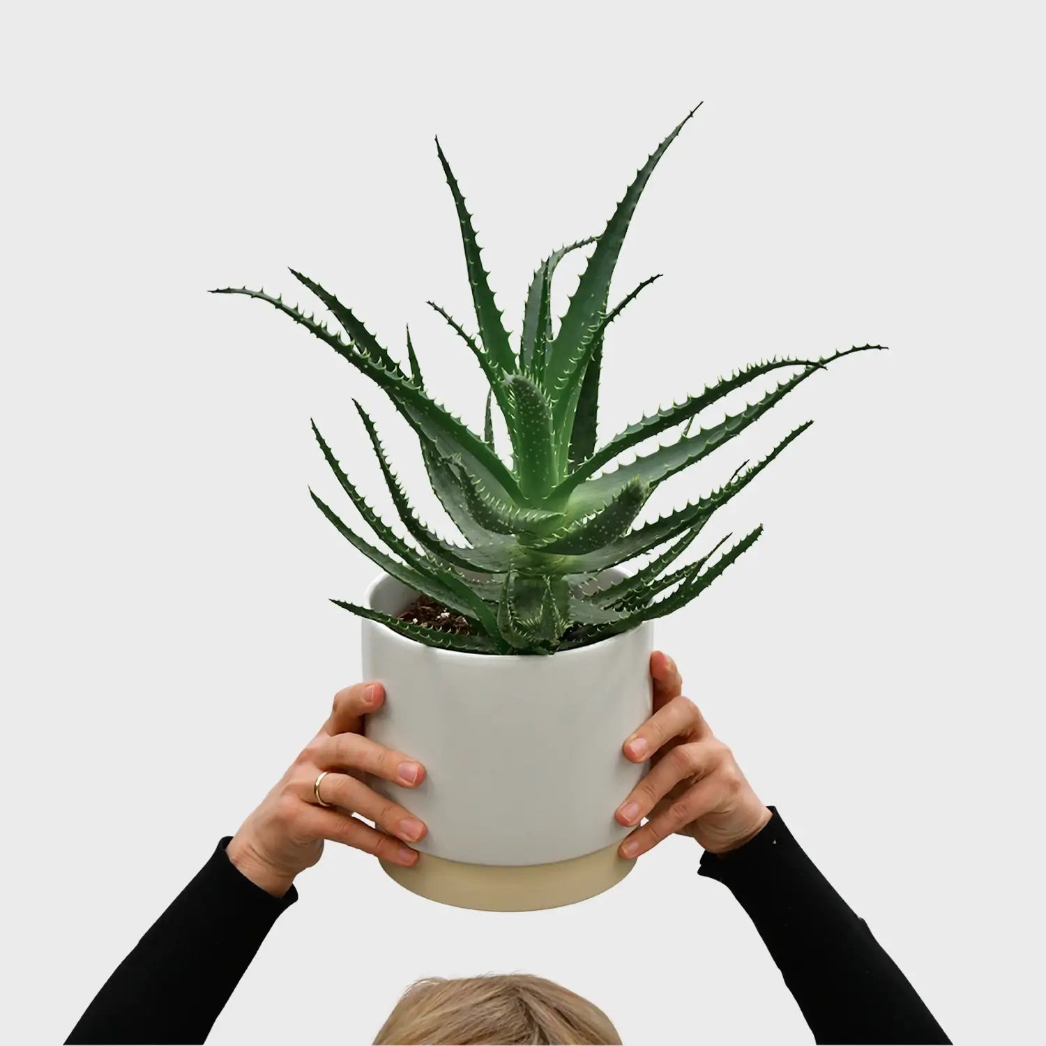 Aloe Pflanze frisch und direkt vom Gärtner kaufen