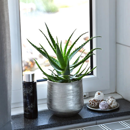 Frische, kräftige Aloe Pflanze im Badezimmer direkt am Fenster