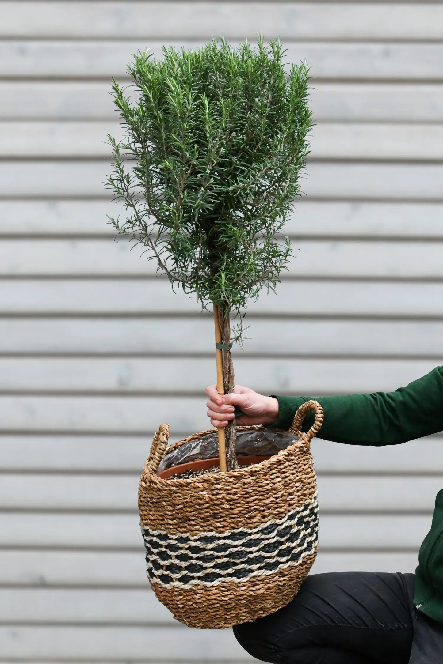 Großer duftender Rosmarin Baum