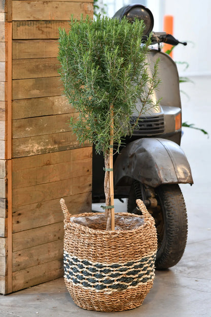 Großer duftender Rosmarin Baum