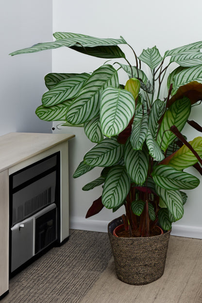 XXL Calathea Oppenheimiana, 140cm