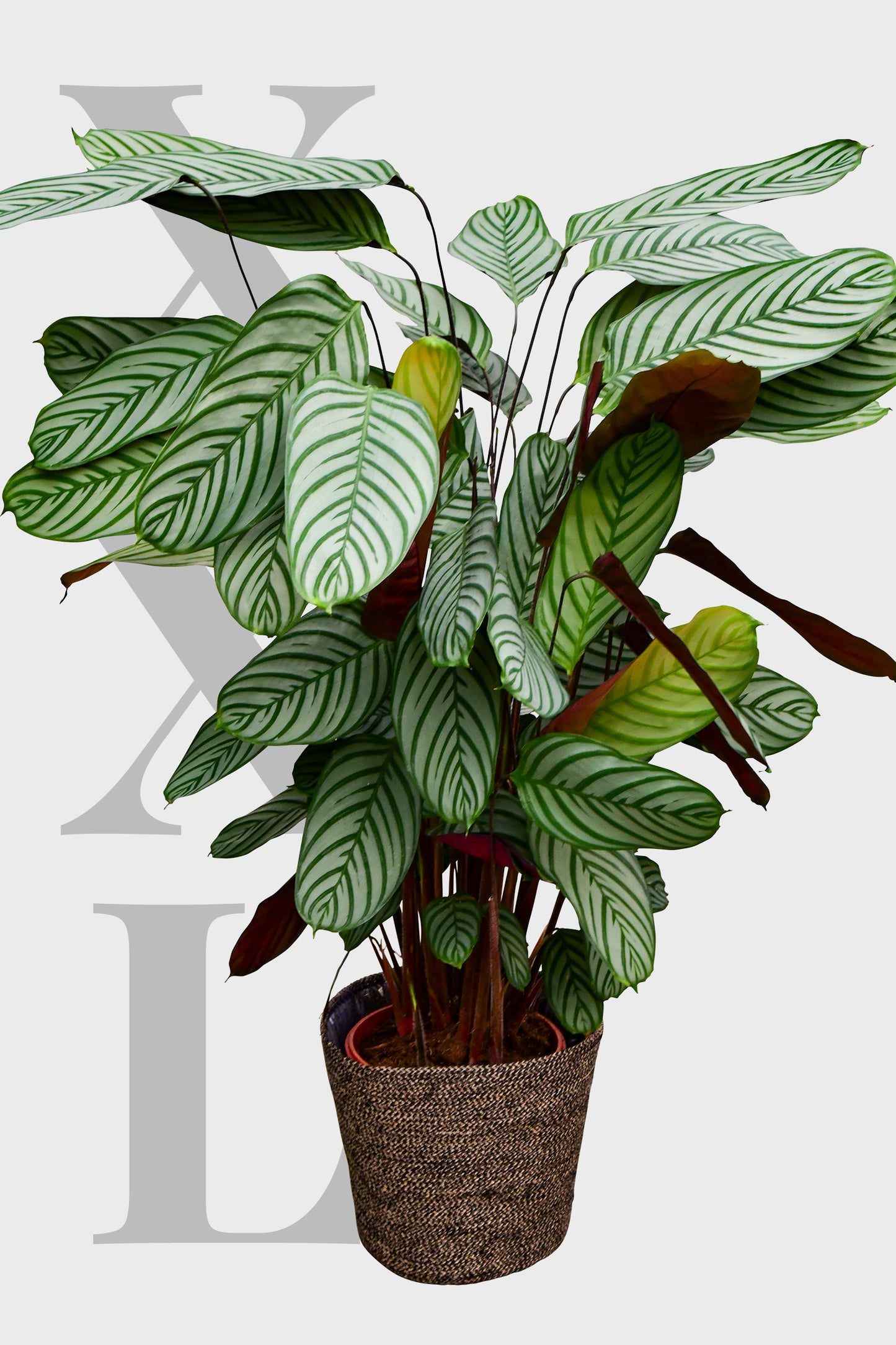 XXL Calathea Oppenheimiana, 140cm