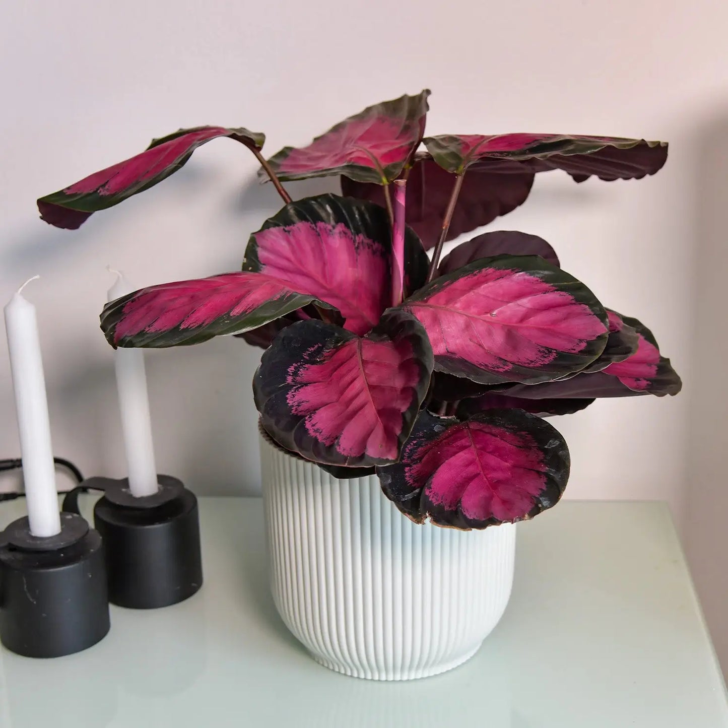 Geschenkset für Mama Calathea Rose Crimson