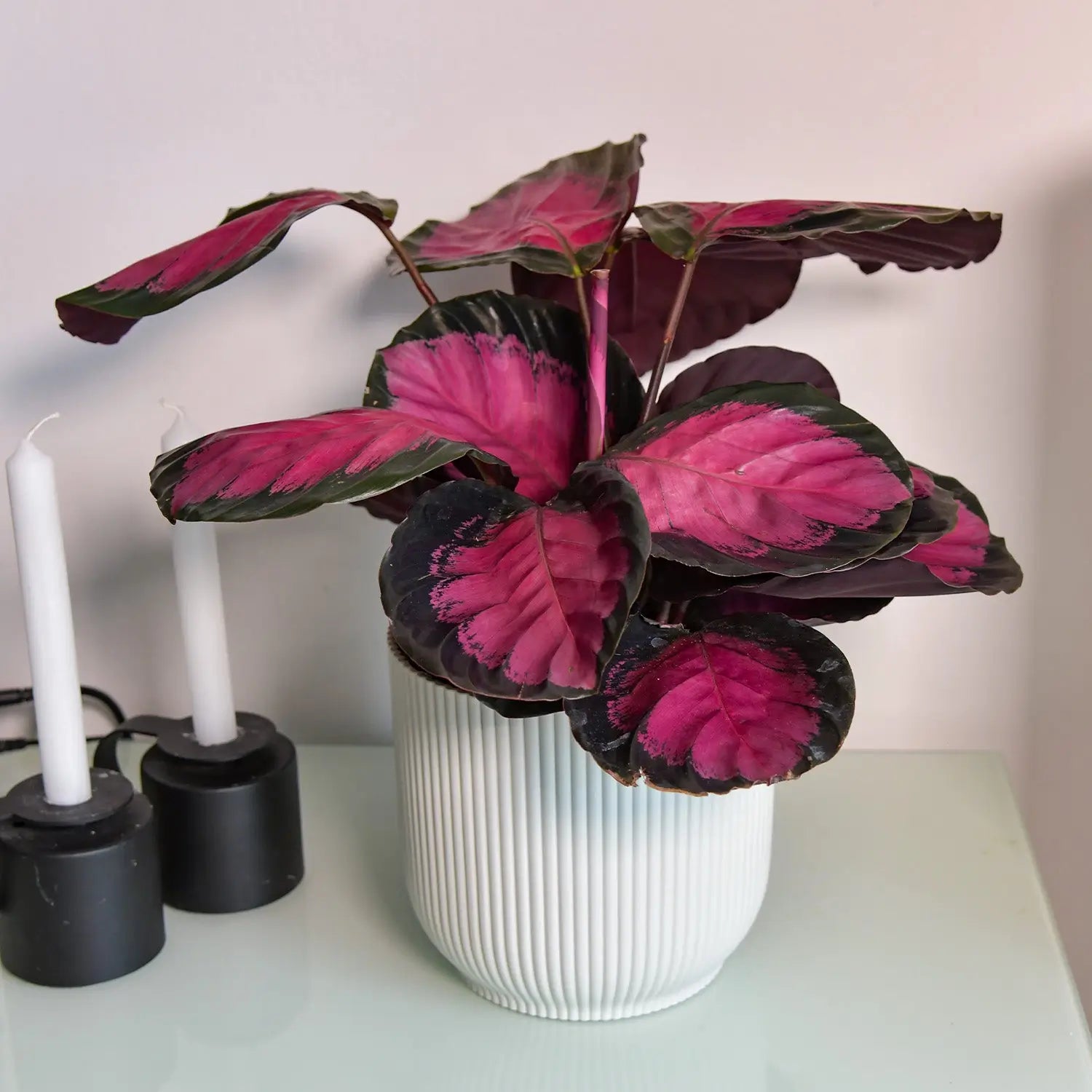 Calathea Rose Crimson in weißem Dekotopf auf Schrank