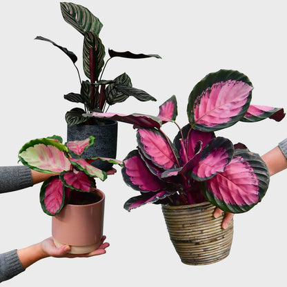 Calathea in Pink