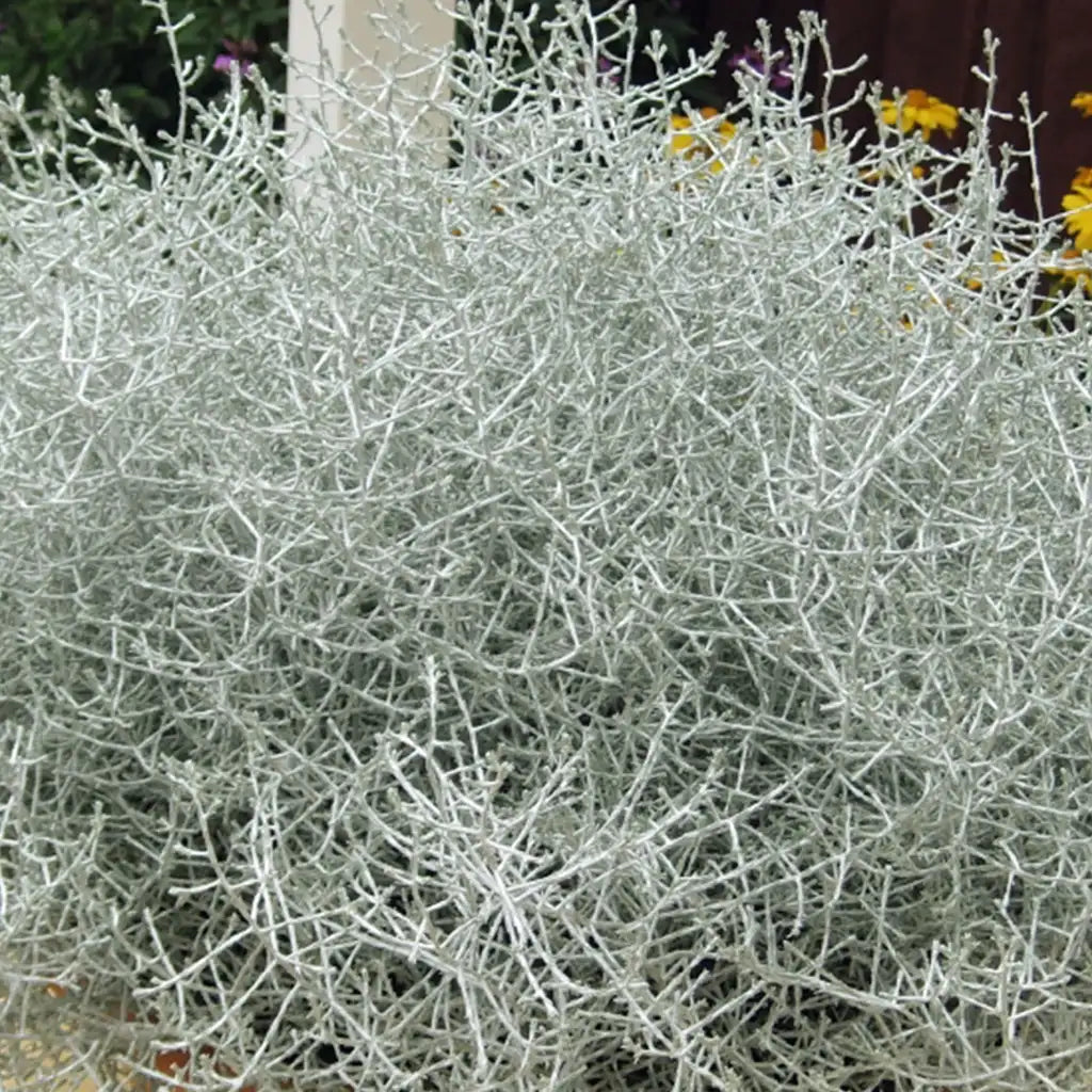 Stacheldrahtpflanze