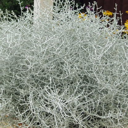 Stacheldrahtpflanze