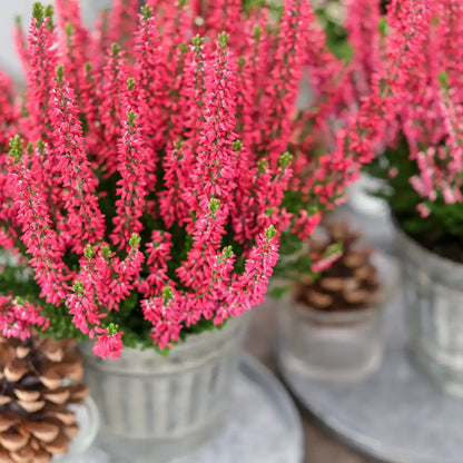Mix & Match Winterharte Herbstpflanzen