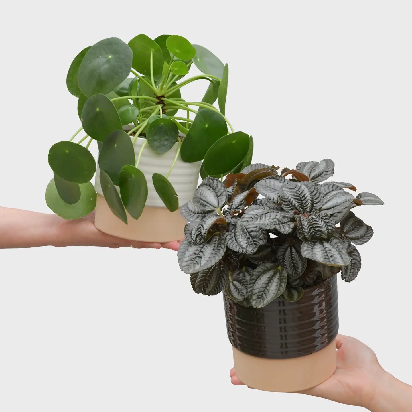 Zwei Pilea Zimmerpflanzen frisch vom Gärtner kaufen