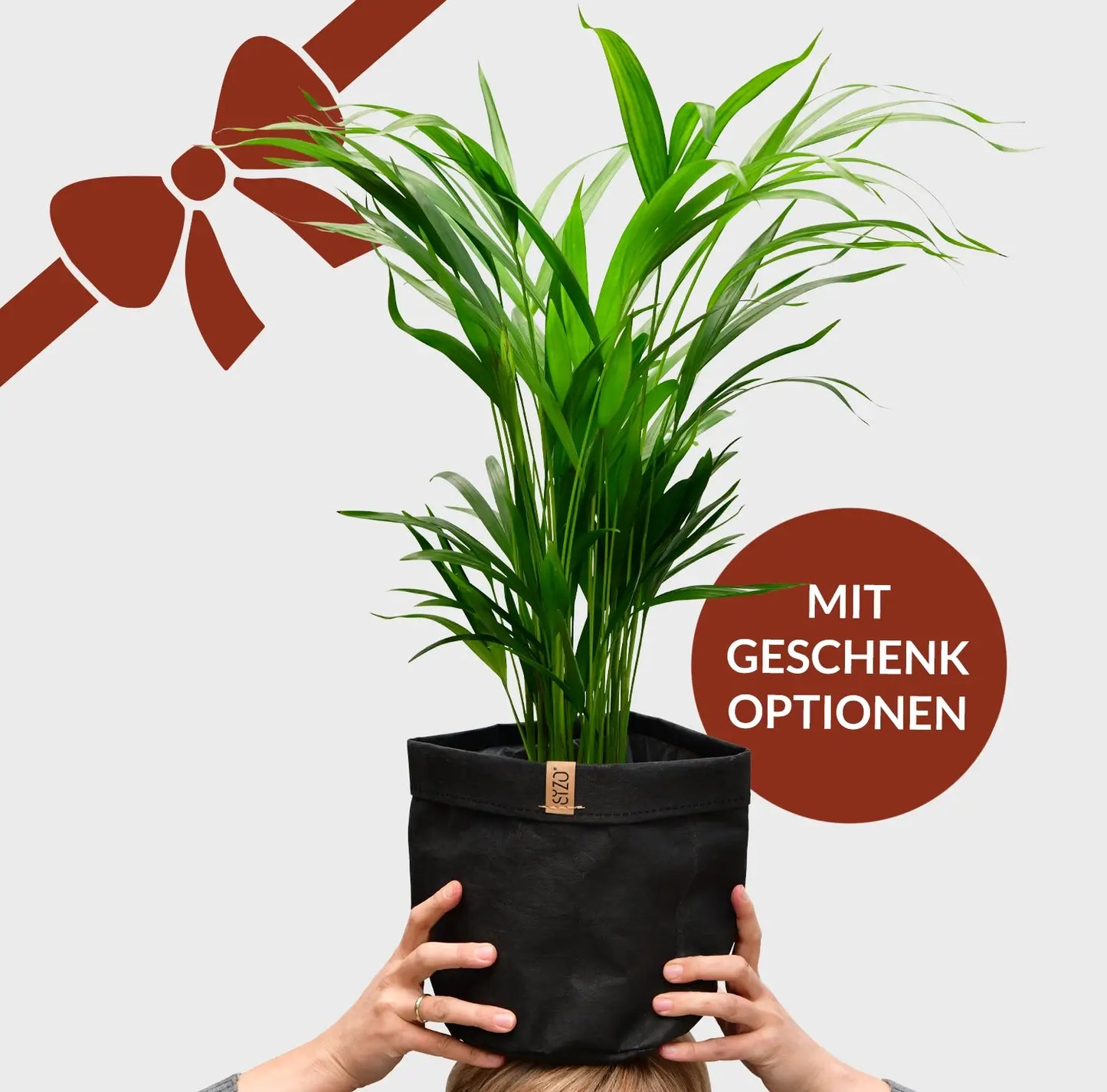 Geschenkset Goldfruchtpalme für Männer