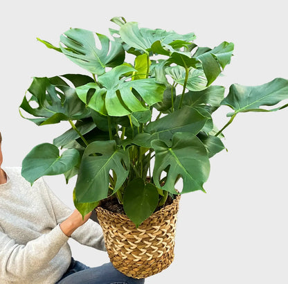 Große Monstera frisch vom GÄrtner kaufen