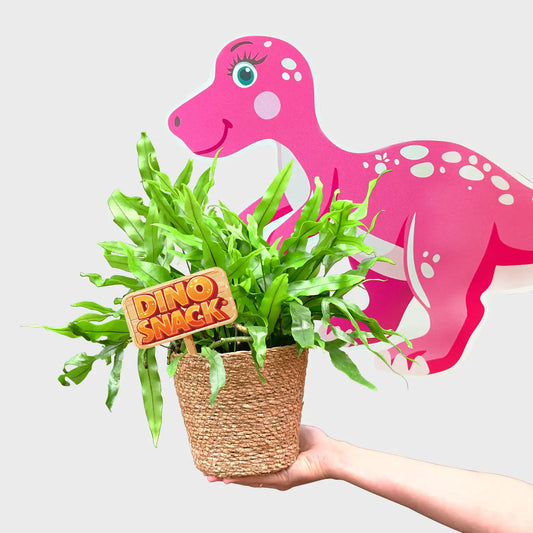 DinoSnack® Mira´s Kängerufarn
