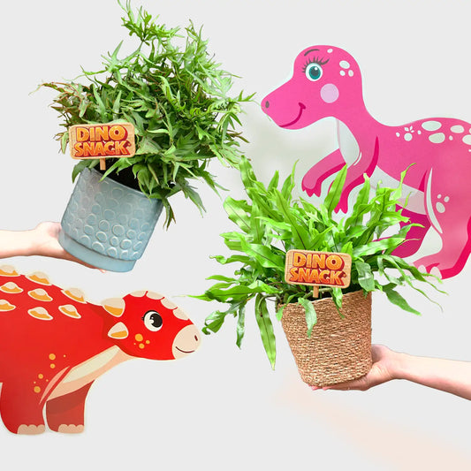 DinoSnack® 2 Pflanzen Starterset