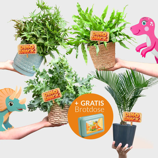 DinoSnack® 4 Pflanzen Set mit GRATIS Brotdose