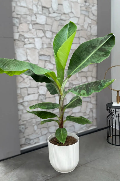 SPECIAL OFFER XXL Bananenpflanze 130-140cm