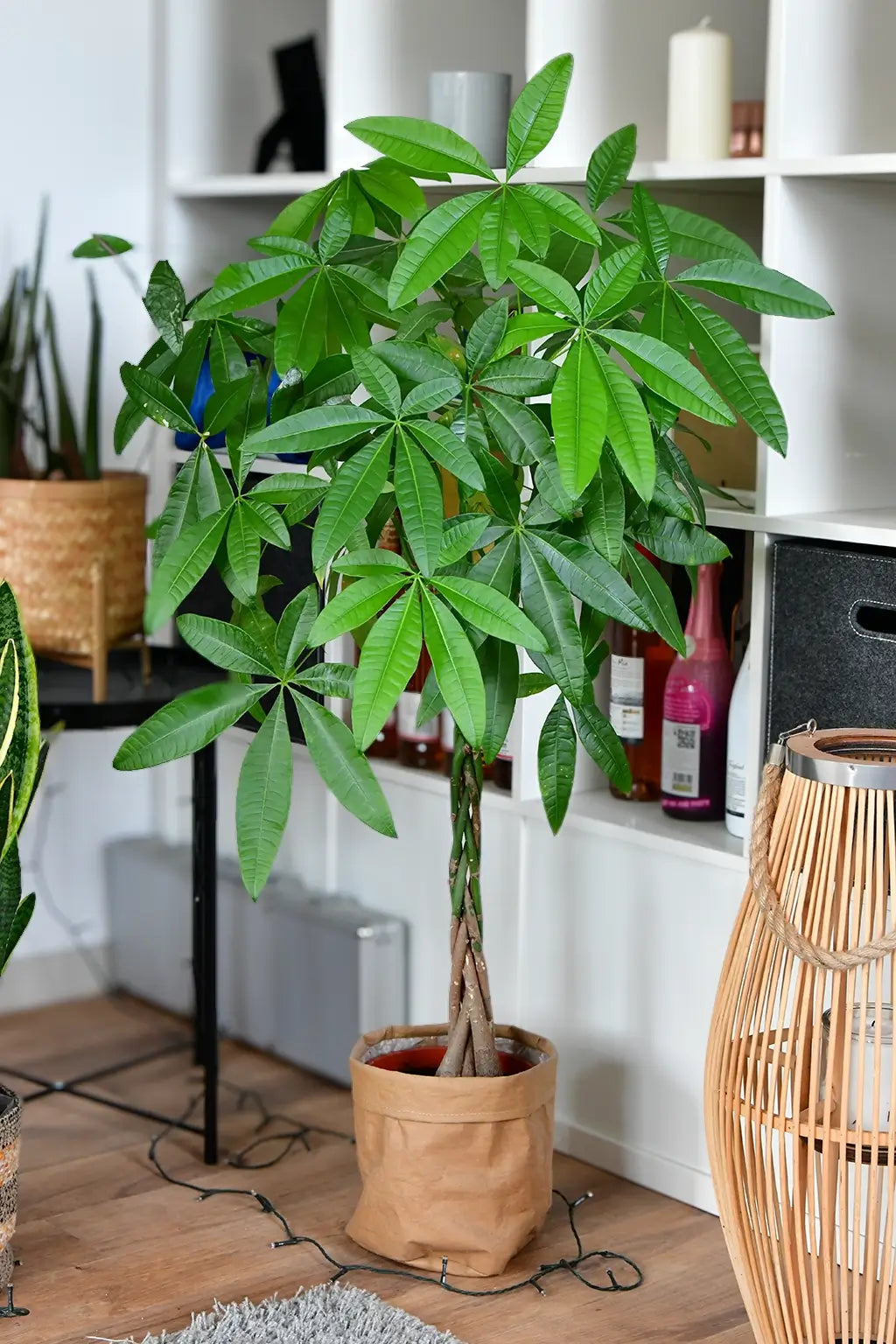 Schöne, große Glückskastanie im Wohnzimmer