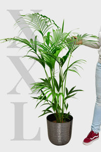 XXL Kentia Palme, 140-150cm