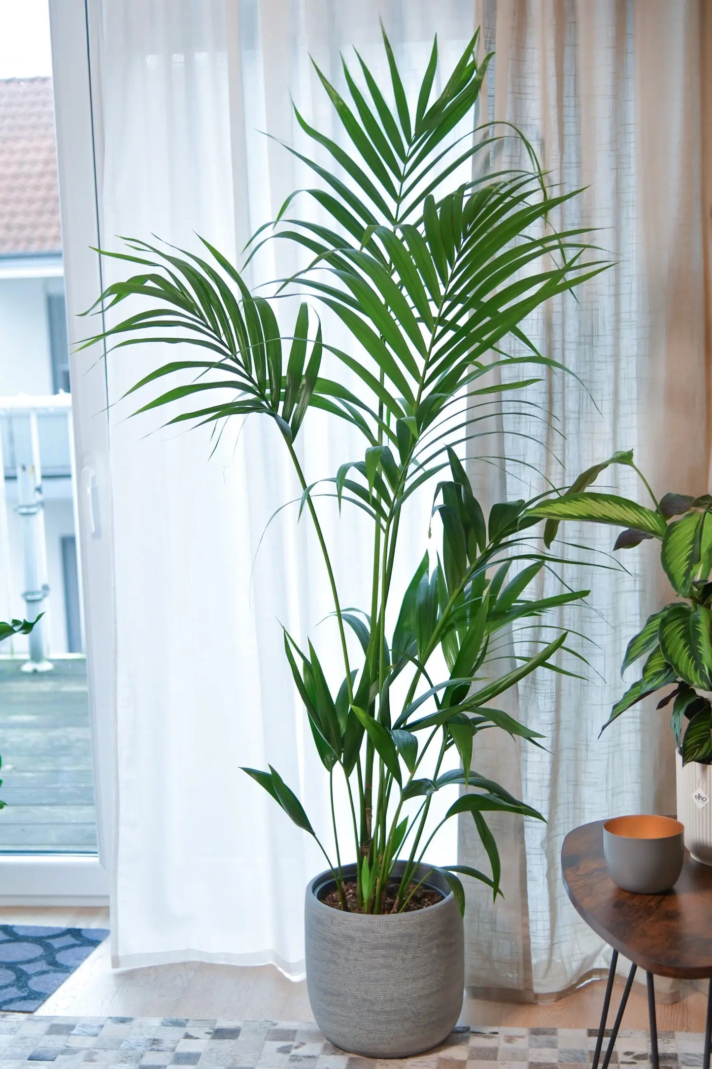 Schöne große Kentia Palme am Fenster im Dekotopf