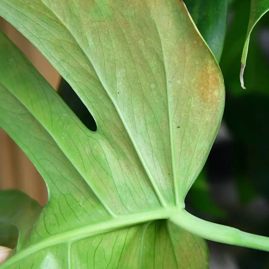 Unterseite Monstera Blatt mit braunen Flecken und Thripsen