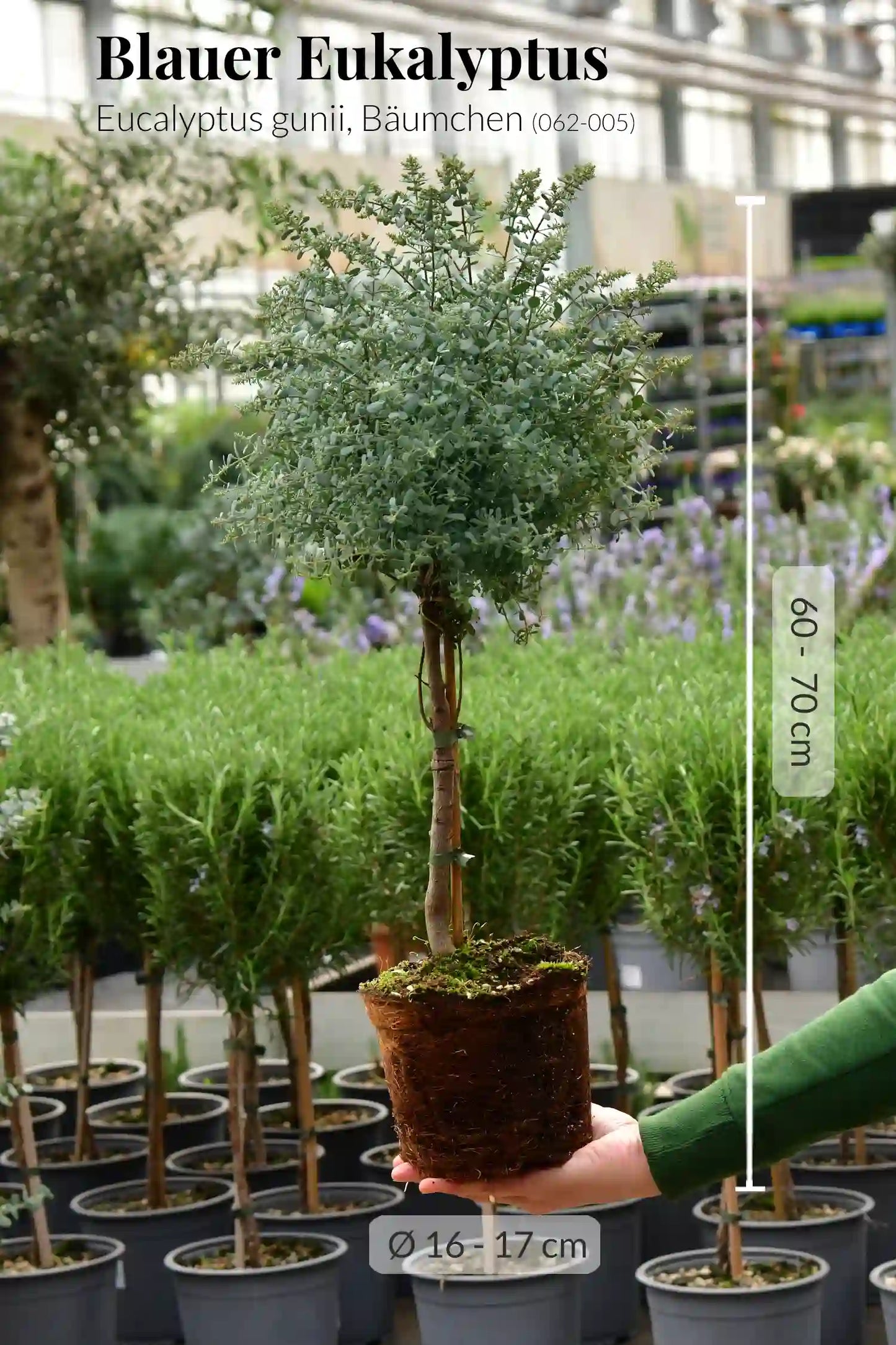 Eukalyptus Bäumchen