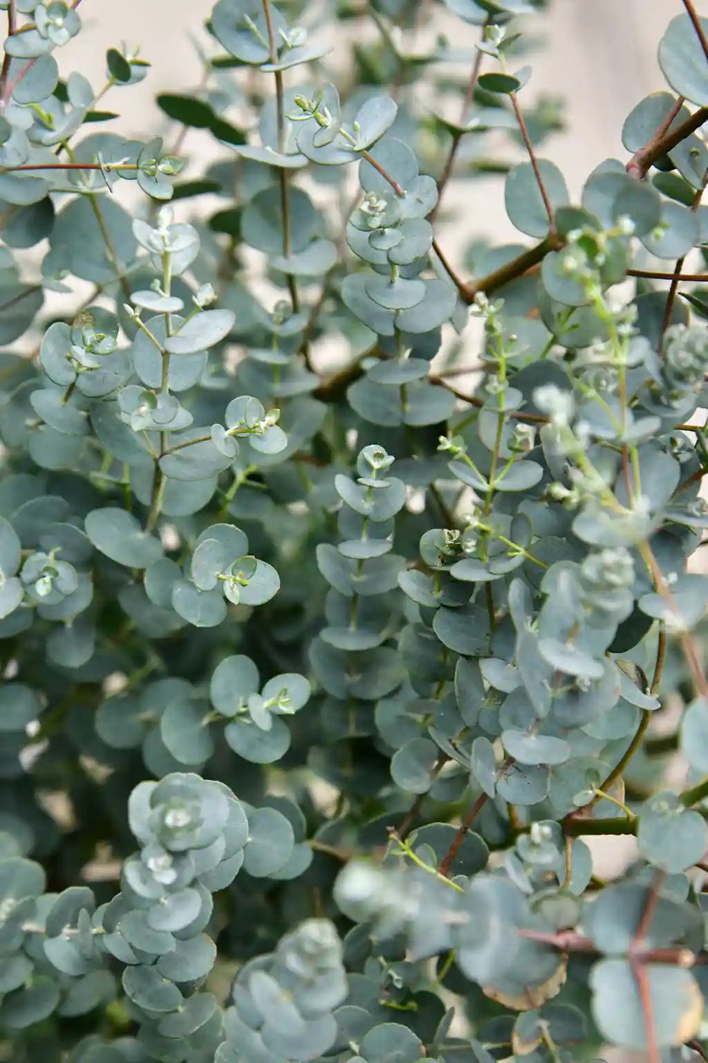 Duftender Eukalyptus Busch