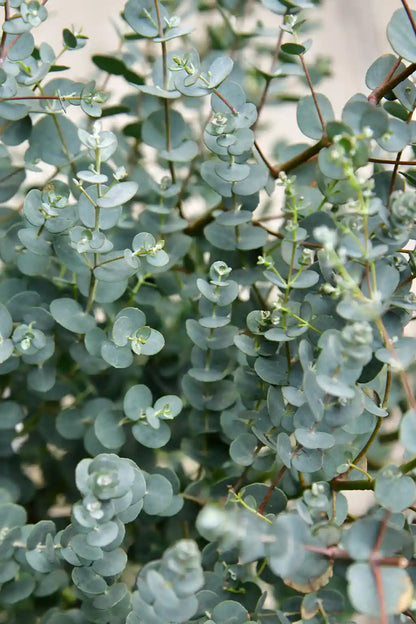 Duftender Eukalyptus Busch