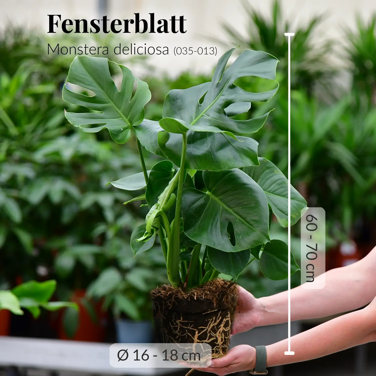 Frische Monstera direkt vom Gärtner mit gesunden Wurzeln