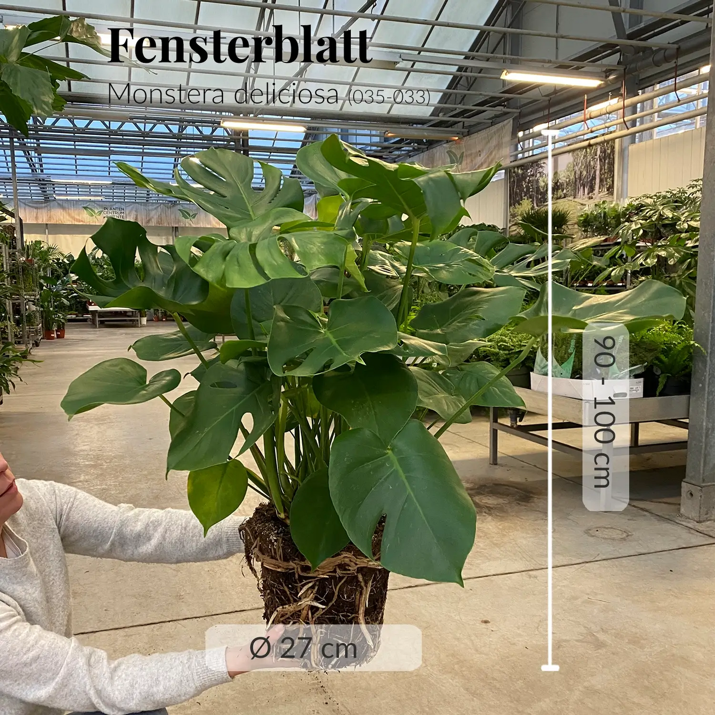 Große Monstera kräftig mit gesunden Wurzeln direkt beim Gärtner