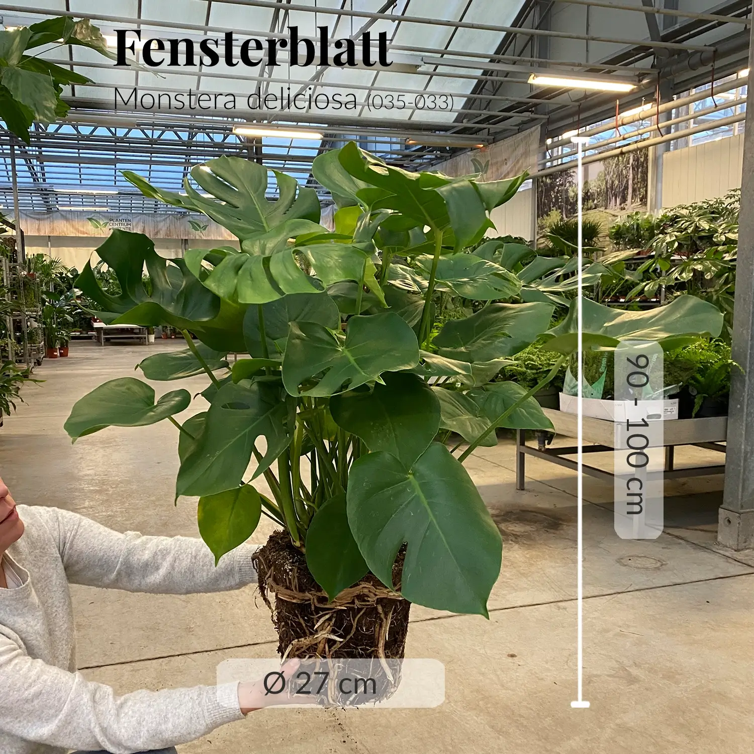 Große Monstera kräftig mit gesunden Wurzeln direkt beim Gärtner