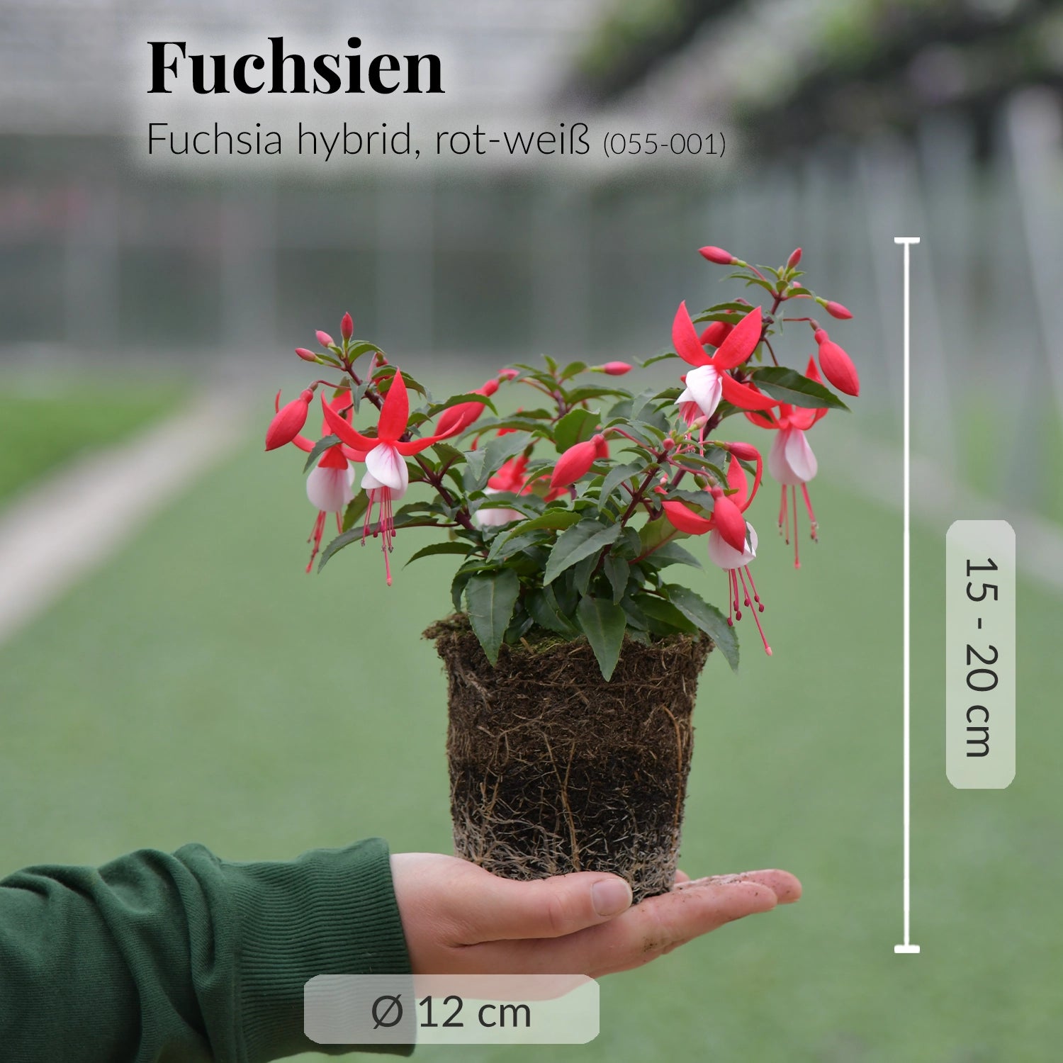 Fuchsia Pflanze frisch und direkt beim Gärtner