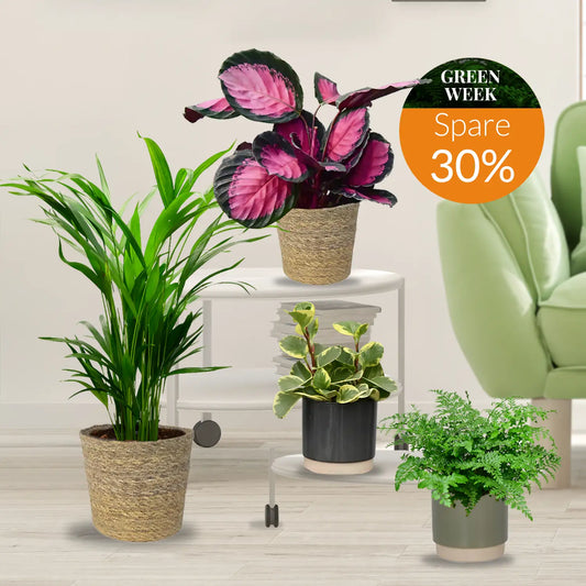 GREEN WEEK 4er Box tierfreundliche Pflanzen