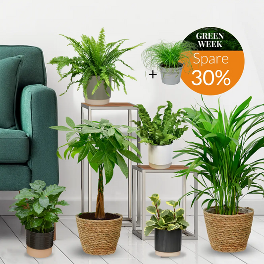 GREEN WEEK 6er Box tierfreundliche Pflanzen