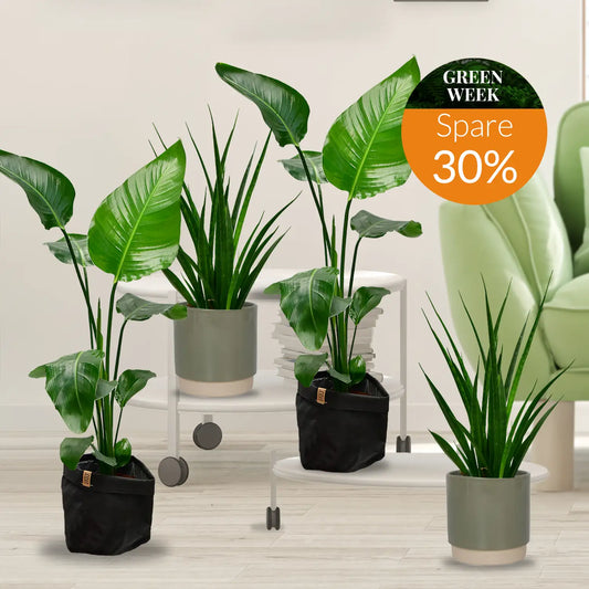 GREEN WEEK 4er Box trendige Einsteigerpflanzen