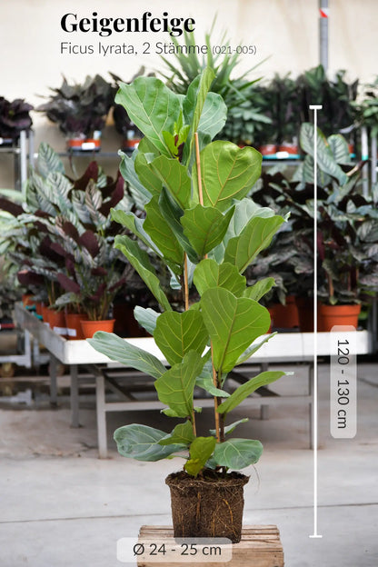 Echte XXL Geigenfeige mit 2 Stämmen 120-130cm