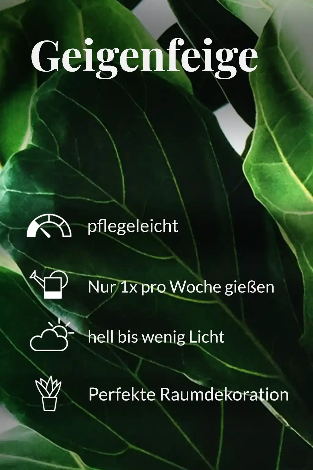 Große Geigenfeige, 100-110cm