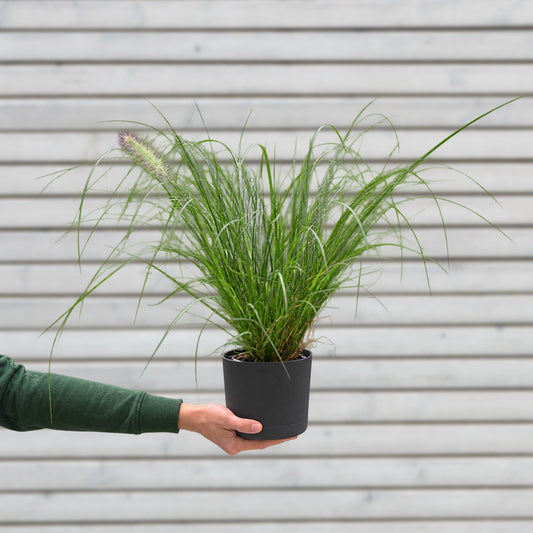 Gras Pennisetum Hameln in M