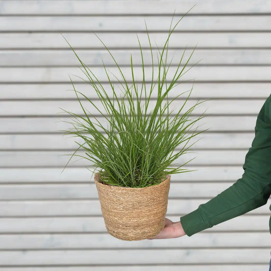 Gras Pennisetum Hameln in M