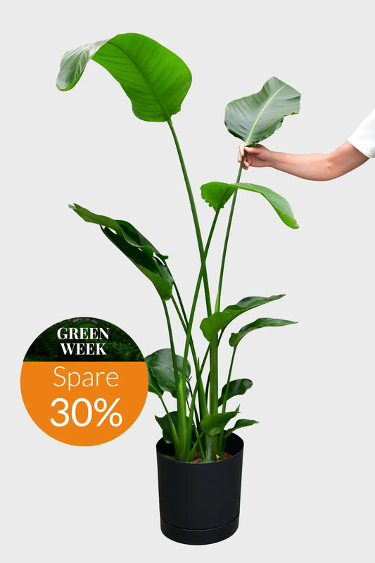 GREEN WEEK XXL Strelitzie 150-160cm