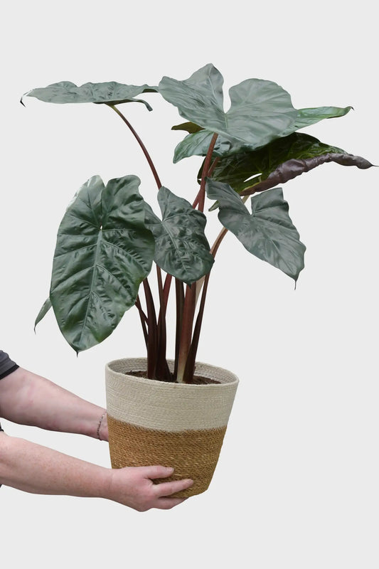 Große Alocasia Pink Princess