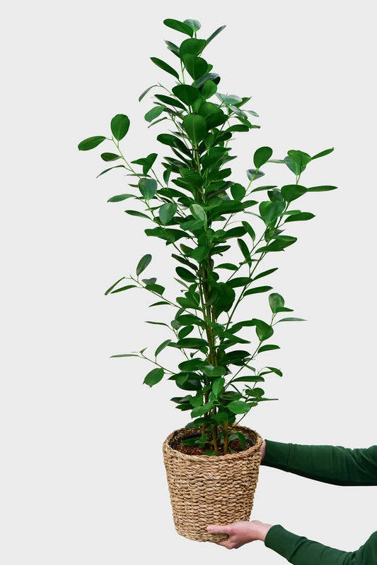 Große Chinesische Feige Ficus Moclame, 100-110cm