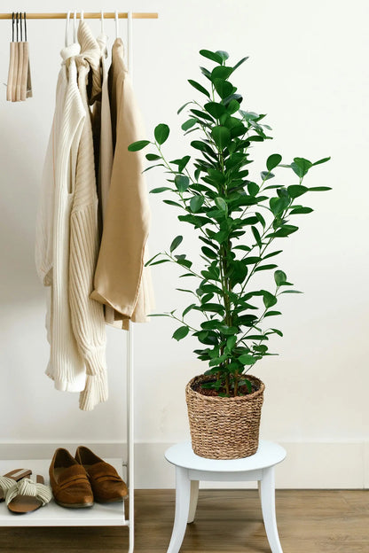 Große Chinesische Feige Ficus Moclame, 100-110cm