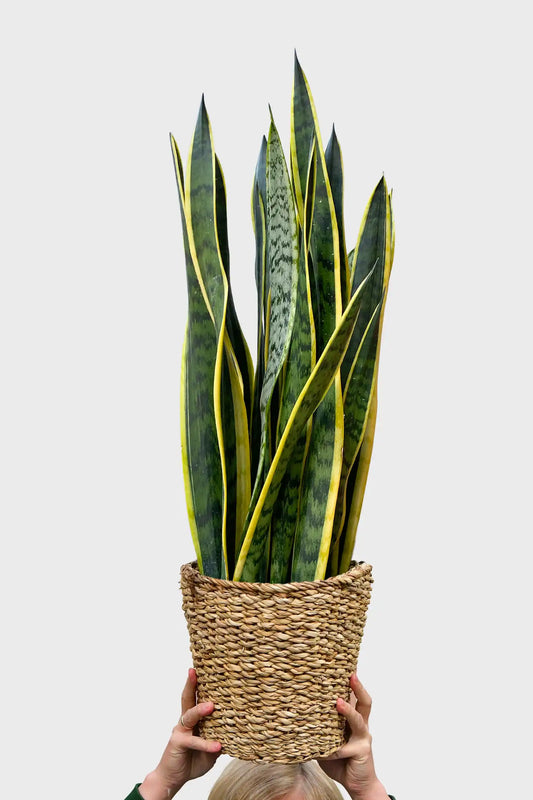 Große Schwiegermutterzunge