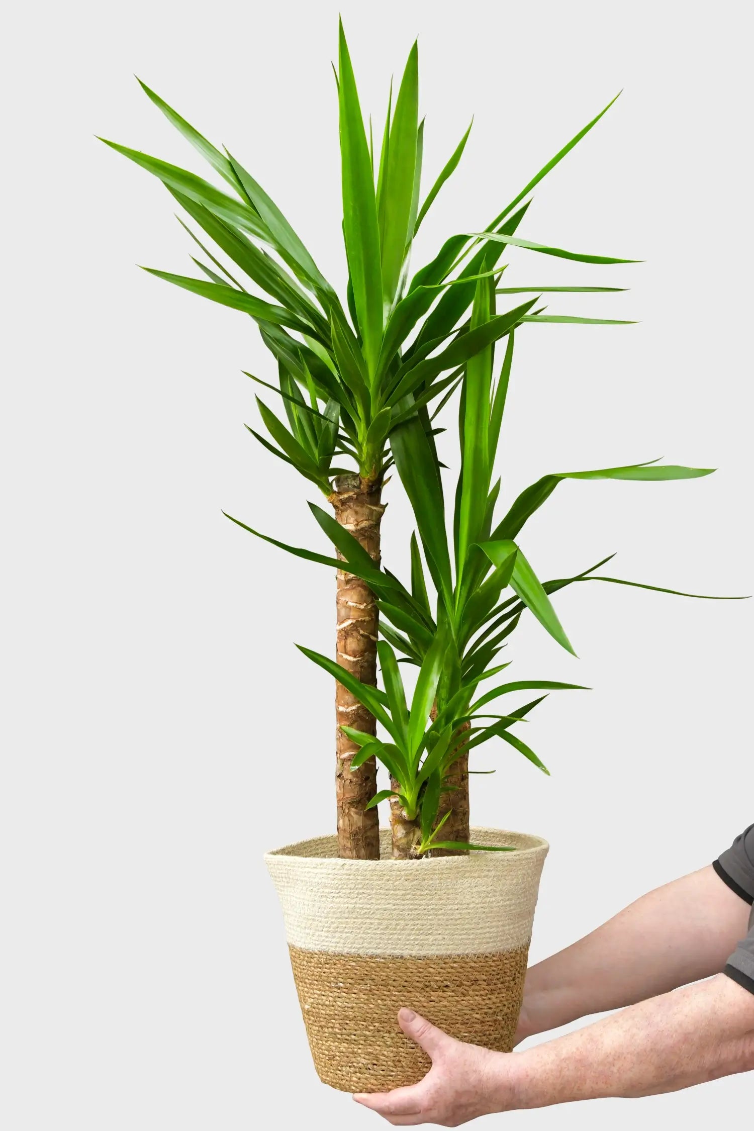 Frische große Yucca Palme direkt beim Gärtner kaufen