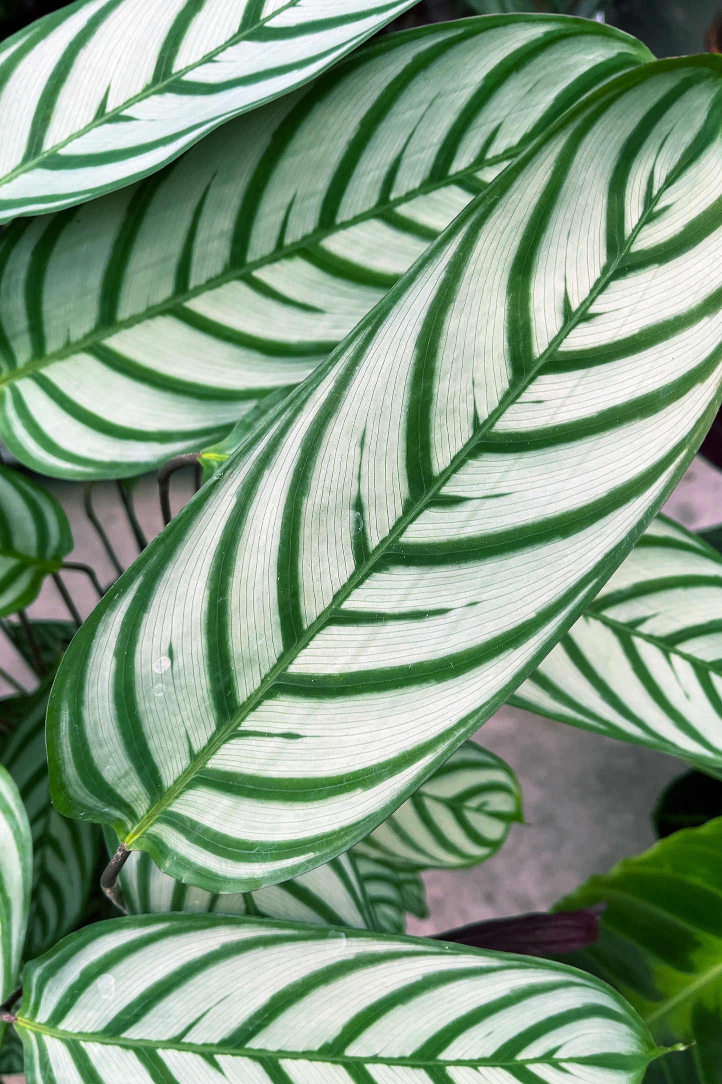 SPECIAL OFFER Große Star Calathea