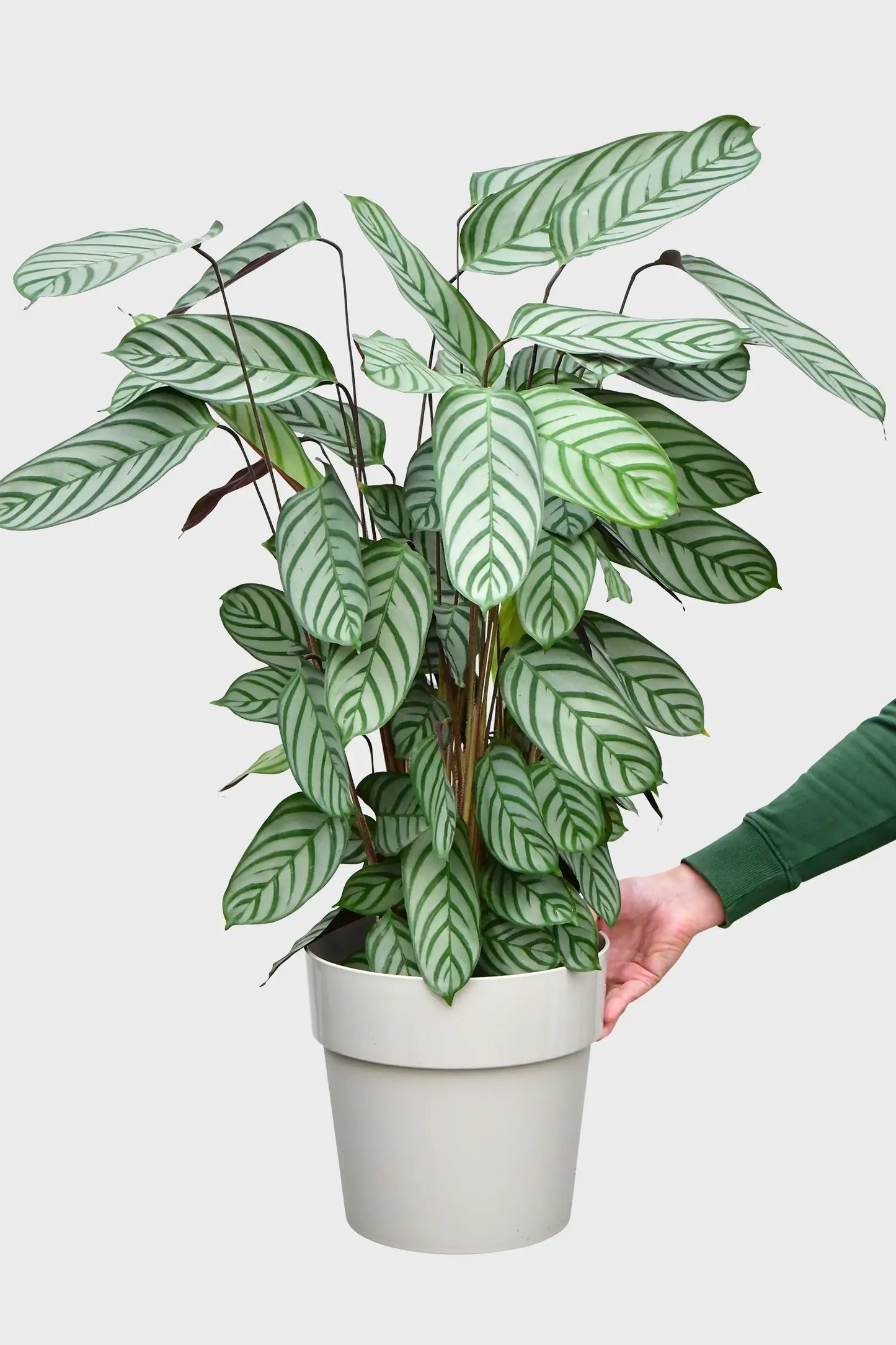 Große Star Calathea