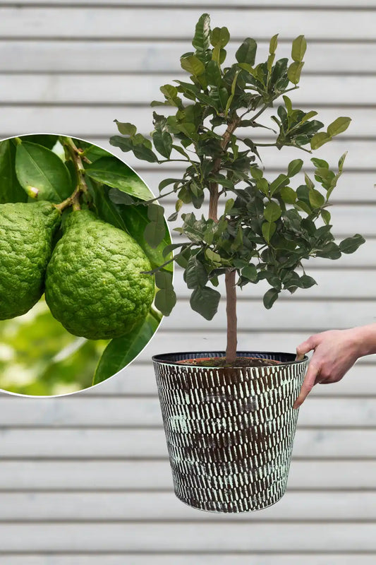 große mediterrane Kaffir Limettenpflanze mit Übertopf für die Terasse kaufen