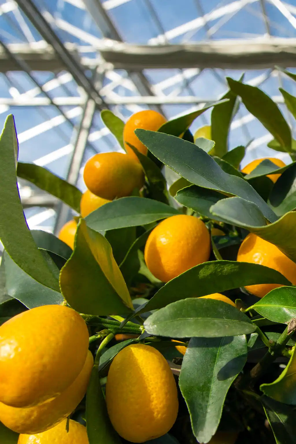 Nahaufnahme von Kumquat Früchten am Kumquatbaum in der Gärtnerei