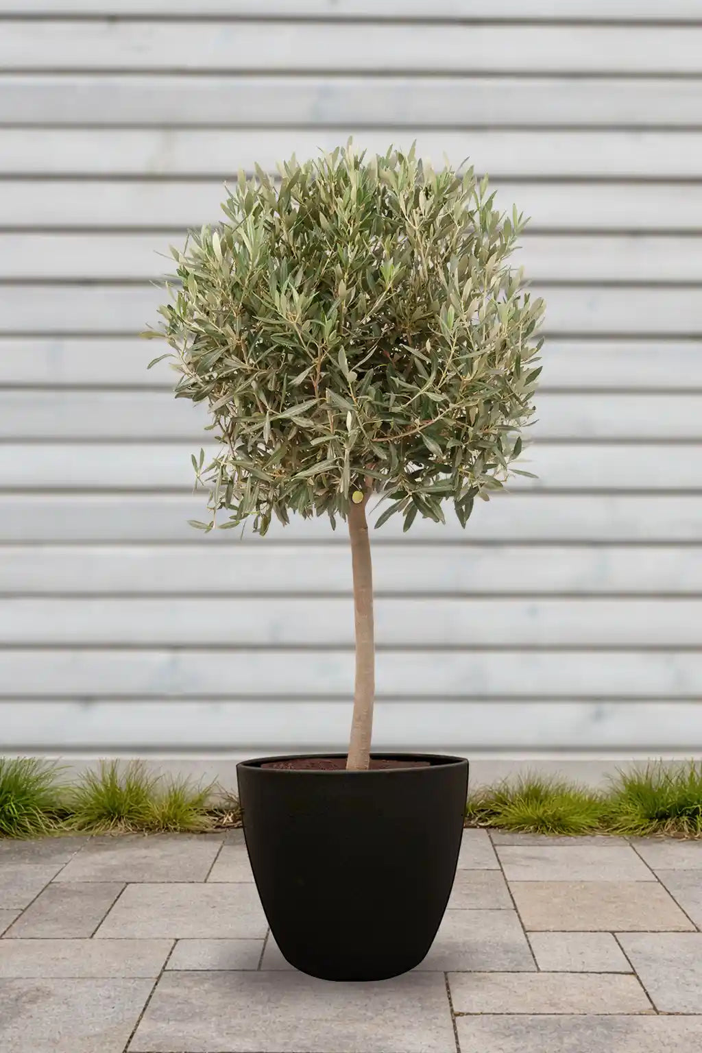 Großer Olivenbaum 110-120cm