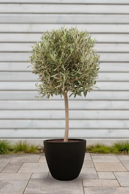 Großer Olivenbaum 110-120cm